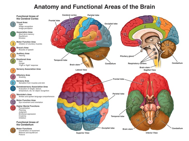 neuroanatomy_large