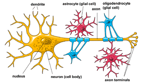 Células Gliales