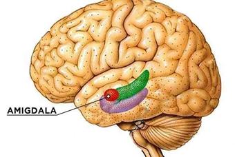 La Amígdala de nuestro cerebro